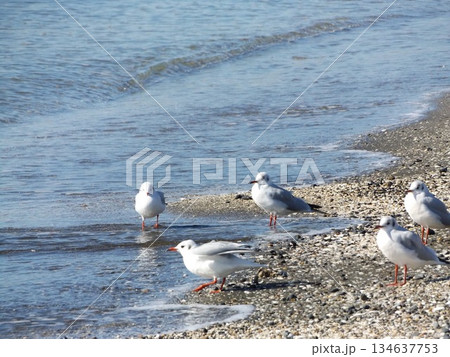 検見川浜海岸で寛ぐ冬の渡り鳥ユリカモメ 検見川浜海岸で寛ぐ冬の渡り鳥ユリカモメ 134637753