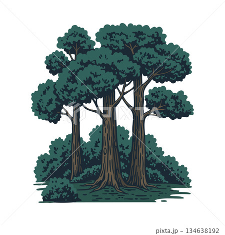 Group of large trees with dense green foliage and surrounding bushes in natural setting vector illustration Group of large trees with dense green foliage and surrounding bushes in natural setting vector illustration 134638192