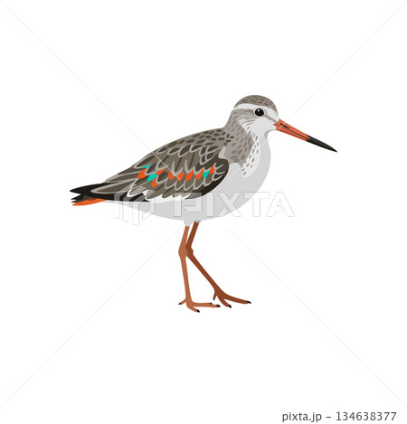 Sandpiper bird standing with detailed feathers and orange beak vector illustration Sandpiper bird standing with detailed feathers and orange beak vector illustration 134638377