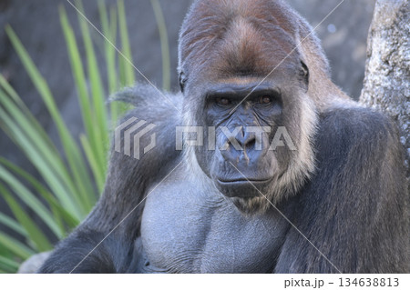 今日も穏やかな一日を送れましたねとゴリラは微笑む 134638813