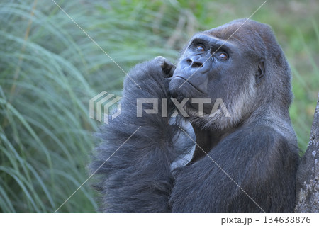 空を飛ぶヘリコプターを目で追うゴリラ 134638876