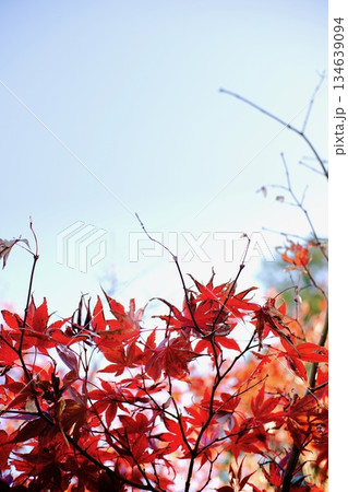 空に伸びる真っ赤なモミジ 134639094