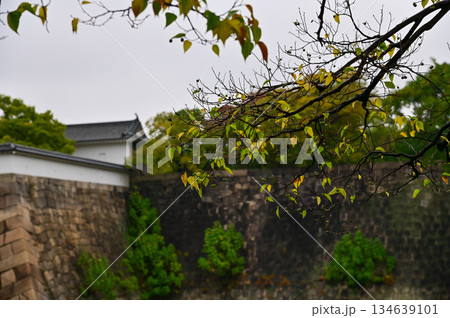 The garden scene of Osaka Castle in rainy day in autumn, Osaka Japan. Major tourist attraction in Kansai region in Japan. Travel concept. Autumn nature concept. The garden scene of Osaka Castle in rainy day in autumn, Osaka Japan. Major tourist attraction in Kansai region in Japan. Travel concept. Autumn nature concept. 134639101