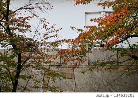 The garden scene of Osaka Castle in rainy day in autumn, Osaka Japan. Major tourist attraction in Kansai region in Japan. Travel concept. Autumn nature concept. The garden scene of Osaka Castle in rainy day in autumn, Osaka Japan. Major tourist attraction in Kansai region in Japan. Travel concept. Autumn nature concept. 134639103