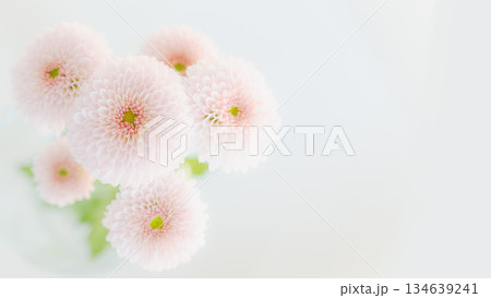小菊マム　ピンク色　背景　かわいい　キレイ　淡い　優しい　お供え　お悔み　 134639241