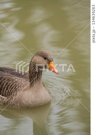 Closeup greylag goose swimming in the lake, December 2025, United Kingdom Closeup greylag goose swimming in the lake, December 2025, United Kingdom 134639263
