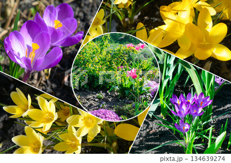 Vibrant Spring Floral Collage with Crocus and Tulips Vibrant Spring Floral Collage with Crocus and Tulips 134639274