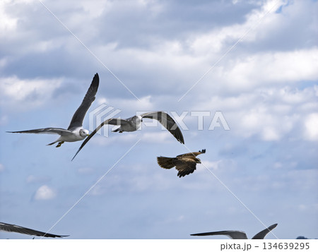 空の旅路、ウミネコと鳶が連れ添う瞬間 空の旅路、ウミネコと鳶が連れ添う瞬間 134639295