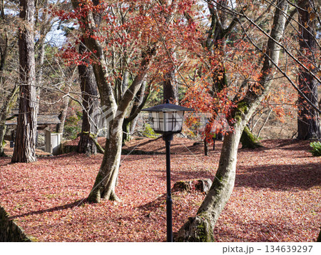 秋の陽光に包まれる敷き紅葉とレトロな灯籠 秋の陽光に包まれる敷き紅葉とレトロな灯籠 134639297
