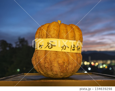 夕闇に浮かぶ京の伝統 鹿ケ谷かぼちゃ 夕闇に浮かぶ京の伝統 鹿ケ谷かぼちゃ 134639298