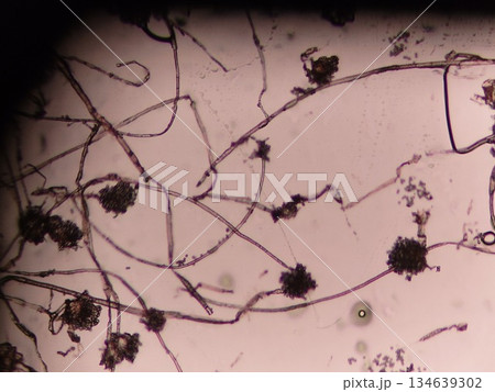 胞子が黒いコウジカビ 134639302