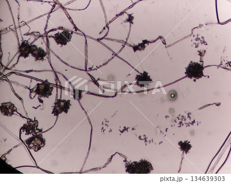 醸造に使用する黒コウジカビ 134639303