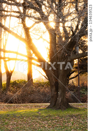 冬の夕日に照らされ神々しく輝く巨木と並木道 134639523
