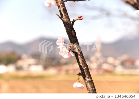 河津桜 134640054