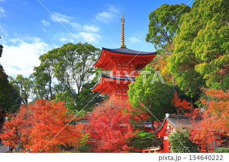 【兵庫県】快晴の須磨寺の三重塔と紅葉 134640222