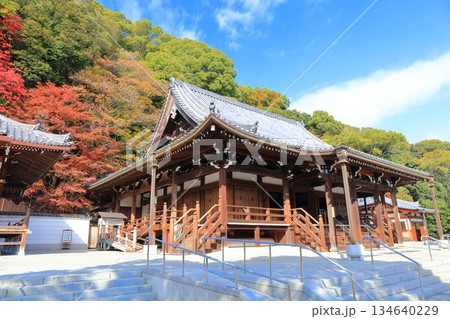 【兵庫県】快晴の須磨寺の本堂と紅葉 134640229