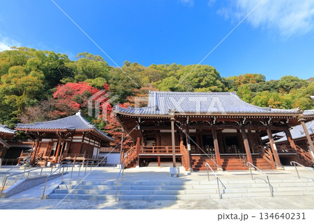 【兵庫県】快晴の須磨寺の本堂と大師堂と紅葉 【兵庫県】快晴の須磨寺の本堂と大師堂と紅葉 134640231