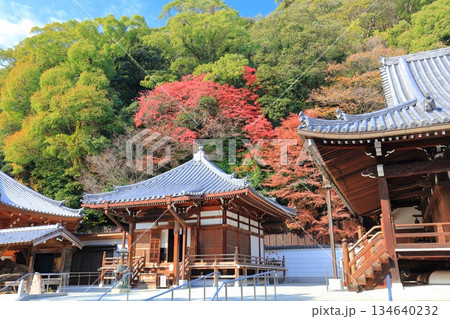 【兵庫県】快晴の須磨寺の大師堂と紅葉 134640232