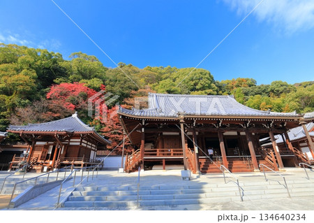 【兵庫県】快晴の須磨寺の本堂と大師堂と紅葉 【兵庫県】快晴の須磨寺の本堂と大師堂と紅葉 134640234
