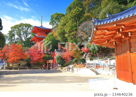 【兵庫県】快晴の須磨寺の三重塔と紅葉 134640236