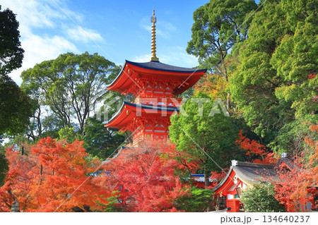 【兵庫県】快晴の須磨寺の三重塔と紅葉 【兵庫県】快晴の須磨寺の三重塔と紅葉 134640237