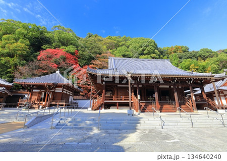 【兵庫県】快晴の須磨寺の本堂と大師堂と紅葉 134640240