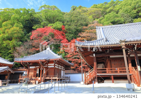 【兵庫県】快晴の須磨寺の本堂と大師堂と紅葉 134640241