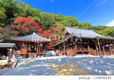 【兵庫県】快晴の須磨寺の本堂と大師堂と紅葉 134640244