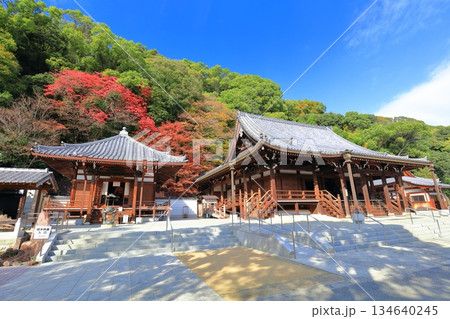 【兵庫県】快晴の須磨寺の本堂と大師堂と紅葉 【兵庫県】快晴の須磨寺の本堂と大師堂と紅葉 134640245