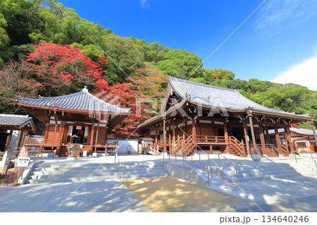 【兵庫県】快晴の須磨寺の本堂と大師堂と紅葉 【兵庫県】快晴の須磨寺の本堂と大師堂と紅葉 134640246