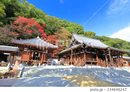 【兵庫県】快晴の須磨寺の本堂と大師堂と紅葉 【兵庫県】快晴の須磨寺の本堂と大師堂と紅葉 134640247