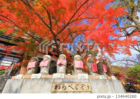 【兵庫県】快晴の須磨寺の「わらべじぞう」と紅葉 【兵庫県】快晴の須磨寺の「わらべじぞう」と紅葉 134640260