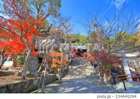 【兵庫県】快晴の須磨寺の紅葉 134640264