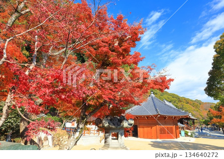 【兵庫県】快晴の須磨寺の八角堂と紅葉 134640272