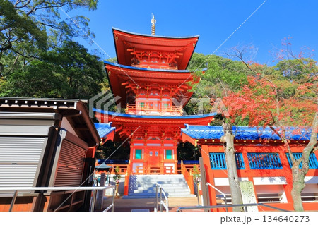 【兵庫県】快晴の須磨寺の三重塔と紅葉 134640273
