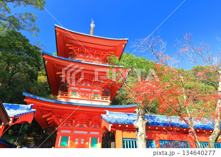 【兵庫県】快晴の須磨寺の三重塔と紅葉 134640277