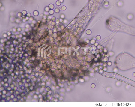 透かして撮影したコウジカビの分生子 透かして撮影したコウジカビの分生子 134640428