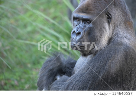 インテリっぽい顔でカメラの撮影に応じるゴリラ 134640557
