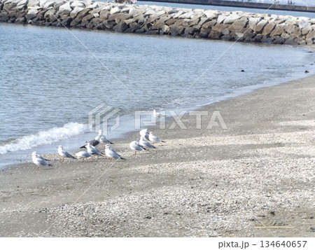 検見川浜海岸で寛ぐ冬の渡り鳥ユリカモメ 134640657