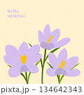 Hello Spring. Hand drawn card for decoration spring times, Mothers Day, Easter. Spring poster with crocuses. Concept of trendy spring cover. 134642343