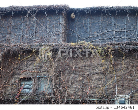 枯れた蔦に覆われた建物の壁とスズメバチの巣、冬の大田区山王の日常風景 134642461