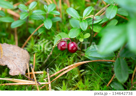 Ripe red lingonberries on a branch in the forest. 134642738