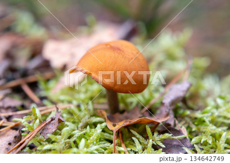 Galerina marginata is a deadly poisonous forest mushroom that appears in October. Galerina marginata is a deadly poisonous forest mushroom that appears in October. 134642749