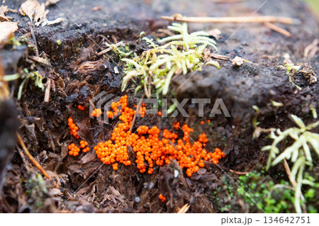 Trichia decipiens is a worldwide widespread slime mould species from the order Trichiida.Trichia decipiens plasmodium and sporangia on a tree trunk. Trichia decipiens is a worldwide widespread slime mould species from the order Trichiida.Trichia decipiens plasmodium and sporangia on a tree trunk. 134642751