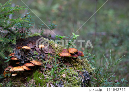 Cluster of honey fungus (Armillaria) also known as honey agaric growing on a forest Cluster of honey fungus (Armillaria) also known as honey agaric growing on a forest 134642755