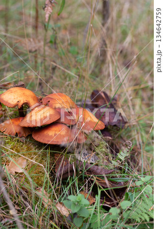 Close up of young Common rustgill Fungi, Gymnopilus penetrans, synonym Gymnopilus sapineus golden-yellow or orange-yellow to brown-yellow, smooth, domed hat in natural environment on a tree stump Close up of young Common rustgill Fungi, Gymnopilus penetrans, synonym Gymnopilus sapineus golden-yellow or orange-yellow to brown-yellow, smooth, domed hat in natural environment on a tree stump 134642759