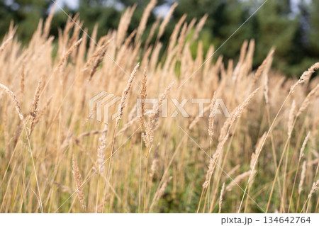 Autumn Wild Grass in Countryside Meadow Autumn Wild Grass in Countryside Meadow 134642764