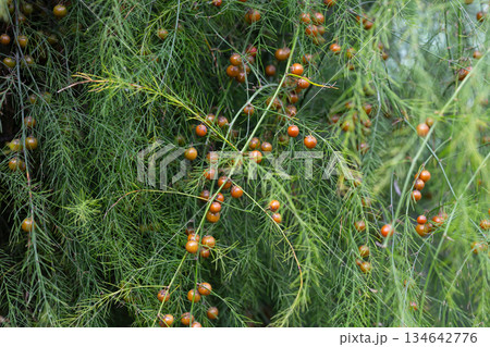 Green leaves of Edible Asparagus, Garden Asparagus or Asparagus Officinalis are growing in the field. Fruits of the Asparagus plant on a branch. 134642776