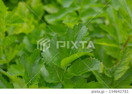 Young green leaves of the Parsnip plant or Pastinaca sativa. a plant of the umbrella family (Celery) - Apiaceae. It is also called meadow parsnip or common parsnip. 134642781