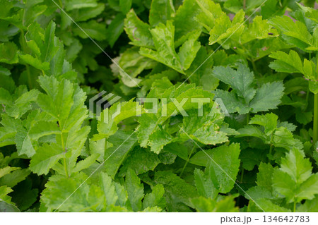 Young green leaves of the Parsnip plant or Pastinaca sativa. a plant of the umbrella family (Celery) - Apiaceae. It is also called meadow parsnip or common parsnip. 134642783